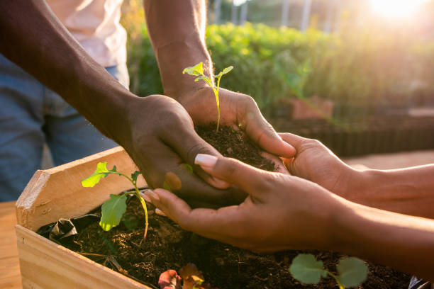 mani che tengono le piante sulla terra del suolo, sostenibilità. - human hand gardening vegetable garden farm foto e immagini stock