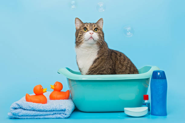 Large gray cat washes in a basin stock photo