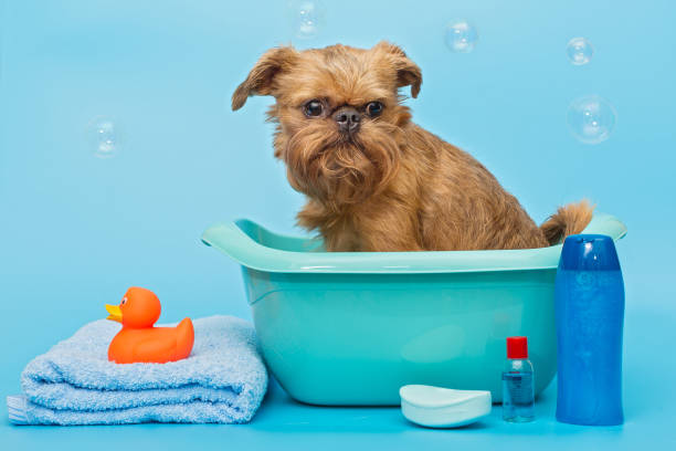 istock Brussels Griffon dog washes in a basin 1331089252