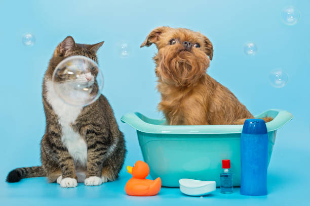 istock Gray cat and a Brussels Griffon dog wash 1331089259