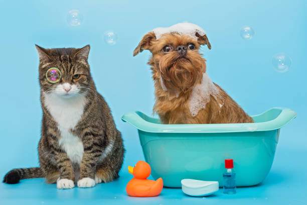 le chat et le chien se lavent ensemble - wash bowl photos et images de collection