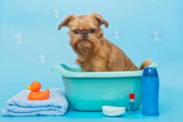 istock Brussels Griffon dog washes in a basin 1331089308