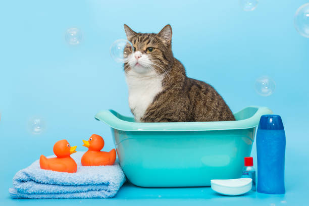 istock Large gray cat washes in a basin 1331089318