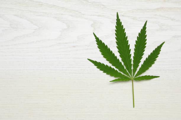istock Fresh green hemp leaf on white wooden table, top view. Space for text 1331089402