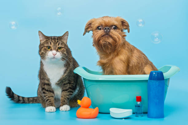 istock Cat and dog wash together 1331089422