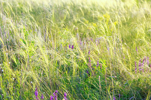 Summer natural sunny warm background with blooming feather grass and sage on a meadow in the steppe