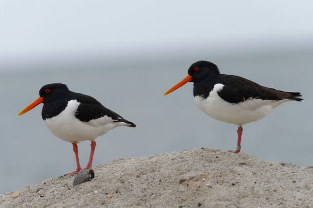 istock Eurasian oystercatcher (Haematopus ostralegus) 1331089608