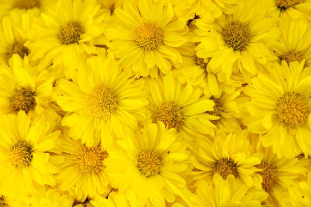 istock Closed up of yellow color Chrysanthemum flower pattern background 1331089621