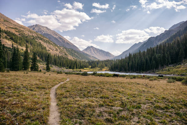 Hiking Trail in the Colorado Wilderness Hiking Trail in the Colorado Wilderness in Aspen, Colorado, United States aspen colorado photos stock pictures, royalty-free photos & images
