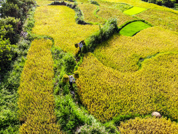 istock Nice rice terrace in Binh Lieu district northern Vietnam 1331092337