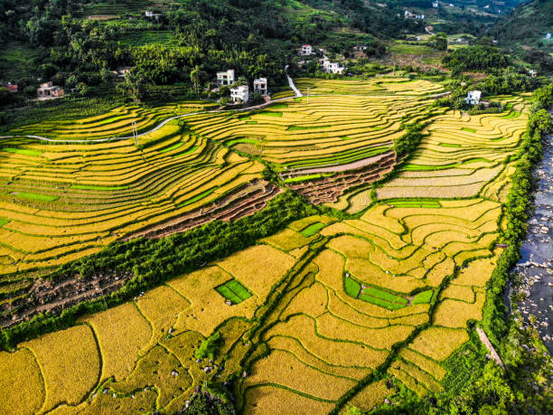istock Nice rice terrace in Binh Lieu district northern Vietnam 1331092360