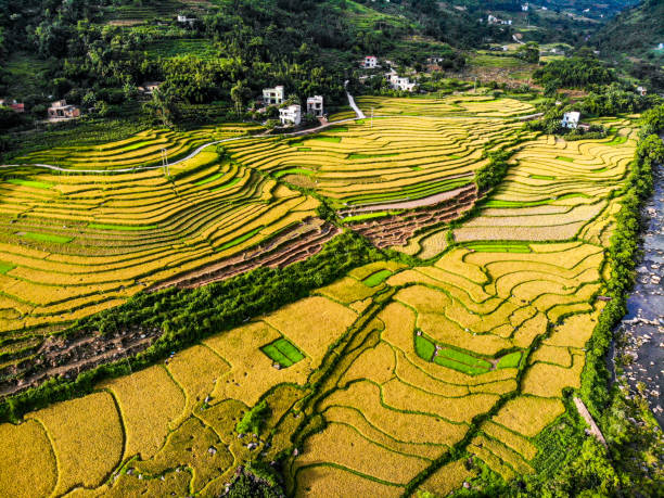 istock Nice rice terrace in Binh Lieu district northern Vietnam 1331092365