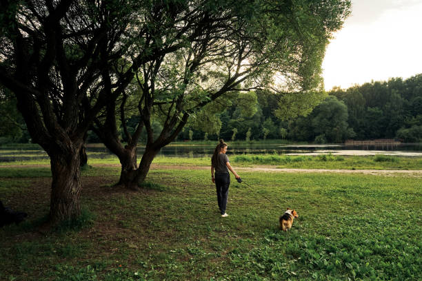istock Woman with dreadlocks walk with dog corgi. 1331092691