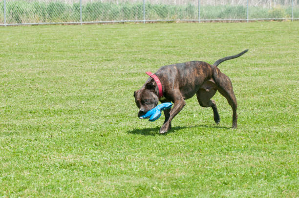 istock Shelter dog, Duke, at play 1331095724