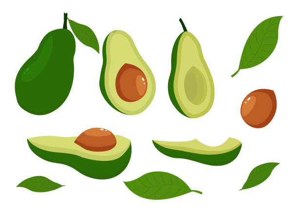 ilustrações de stock, clip art, desenhos animados e ícones de cartoon avocado. ripe avocados, healthy and nutritious organic foods and avocado slices. - cold sandwich illustrations