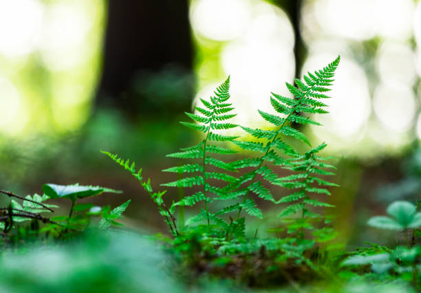 istock Summer Forest Background. Single tree. Beautiful sunlight in the summer Forest. Copyspace, Vertical Resolution 1331096813