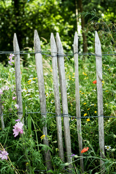istock chamomiles flowers on a fence 1331098499