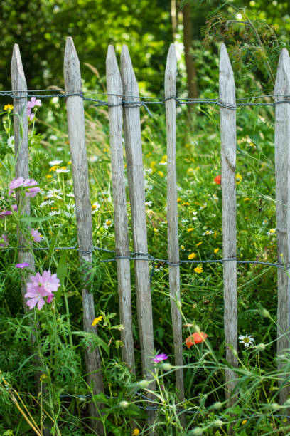 istock chamomiles flowers on a fence 1331098536
