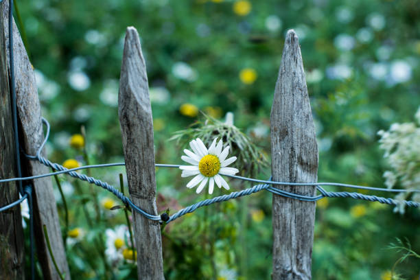 chamomiles and daisies flowers in a field