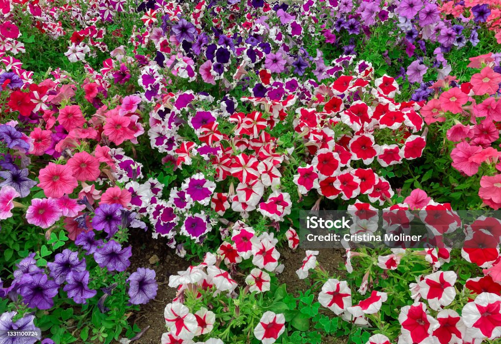 Beautiful and colorful field of petunias Picture of beautiful and colorful field of petunias in Summer Petunia Stock Photo