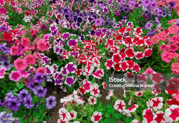 Beautiful And Colorful Field Of Petunias Stock Photo - Download Image Now - Petunia, Multi Colored, Color Image