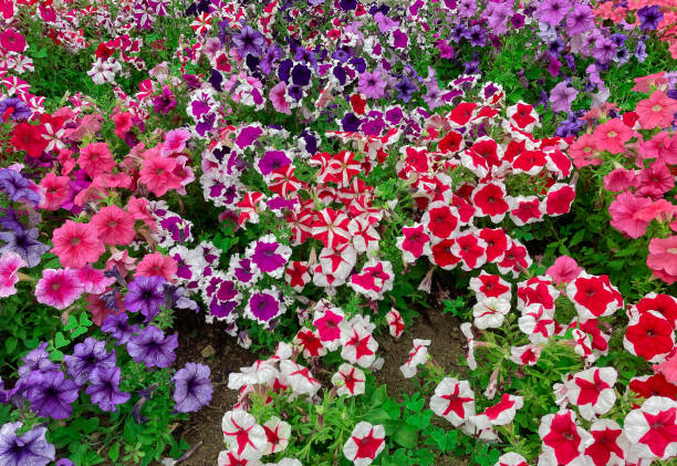 beautiful and colorful field of petunias - petunia imagens e fotografias de stock