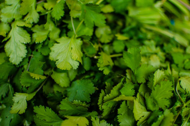 зеленые листья травы кориандра, расположенные в качестве фонового изображения с пространством для копирования - herb garden coriander seed cilantro seed стоковые фото и изображения