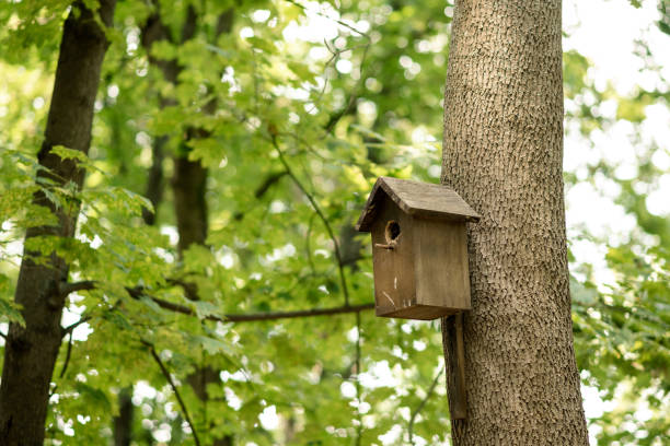 istock A birdhouse on a tree in a green forest. 1331102233