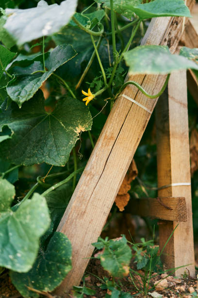 istock Blooming yellow cucumber bush in a garden bed with a support 1331102532