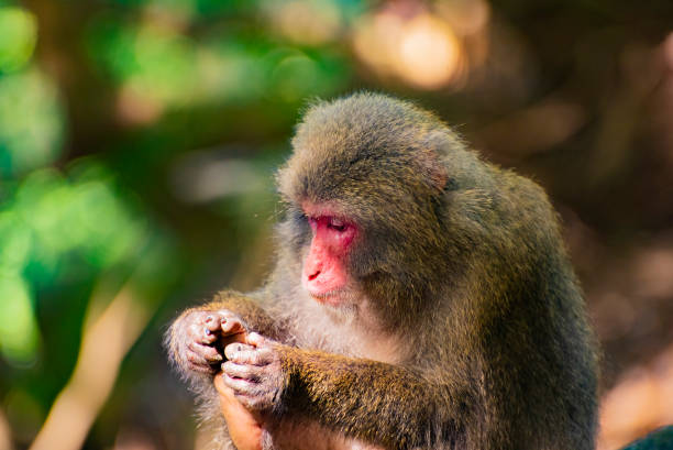 view of wild yakushima macaque monkey in yakushima island, japan - jigokudani imagens e fotografias de stock