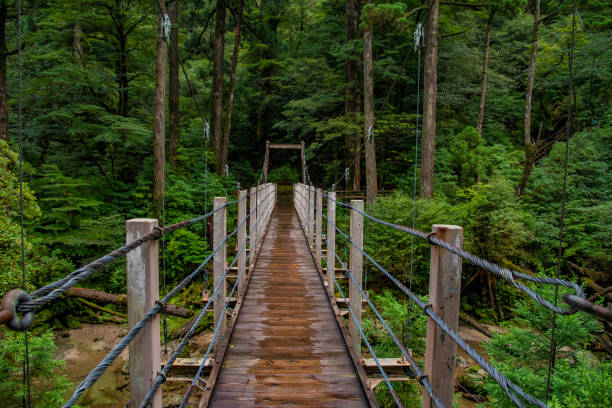 View of wooden bridgealong cedar trees in Yakushima island forest, Kagoshima Prefecture, Japan stock photo