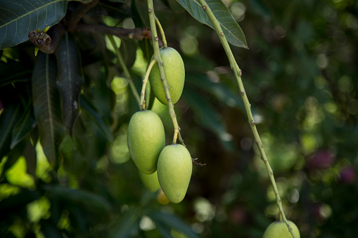 Close up of raw green mangoes hanging in bunch on tree