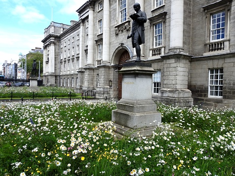 11th June 2021 Dublin, Ireland. The new wildflower meadow garden outside Trinity College on Gollege Green during the covid 19 pandemic lockdown.