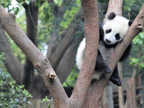 panda arborito - panda outdoors horizontal chengdu foto e immagini stock