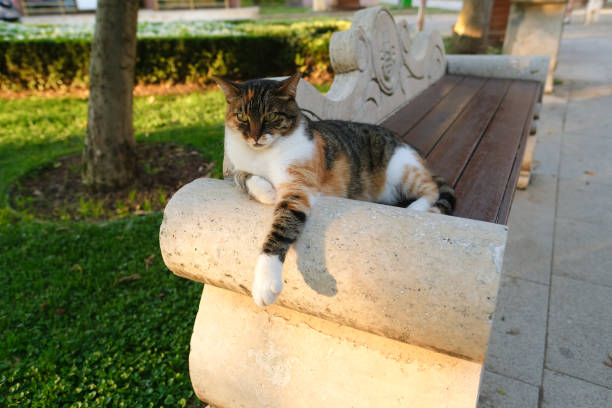 Orange cat is lying on an iron chair in the garden and staring up at the sky.