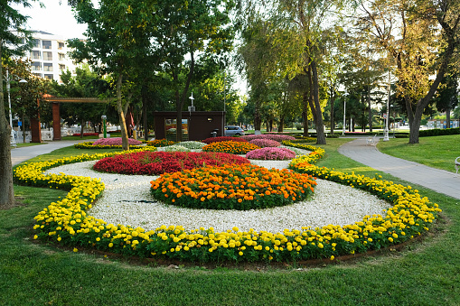 Flowers in a public park at Istanbul, Kadikoy, Goztepe.