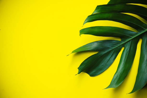 istock Monstera big leaf decorate on border yellow background 1331106287