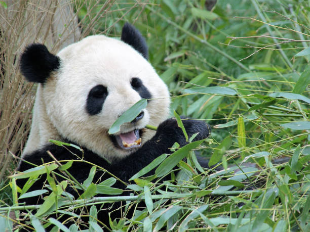 dents de panda - panda outdoors horizontal chengdu photos et images de collection