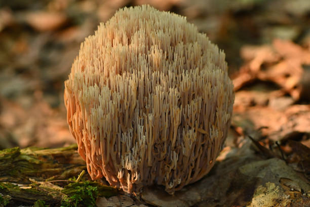 fungo corallo verticale 3 - coral fungus foto e immagini stock