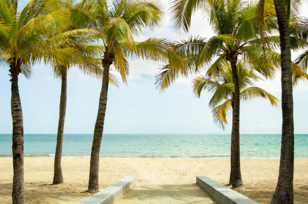 istock tropical paradise beach with white sand and coco palms and beautiful blue sky 1331107302