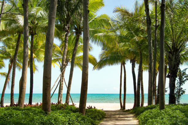 istock tropical paradise beach with white sand and coco palms and beautiful blue sky 1331107321