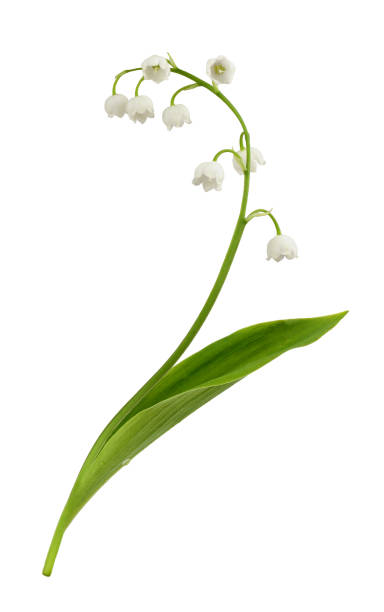 Lily of the valley flower isolated Lily of the valley flower isolated on white lily of the valley stock pictures, royalty-free photos & images