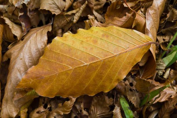 istock closeup autumn leaves background 1331108577