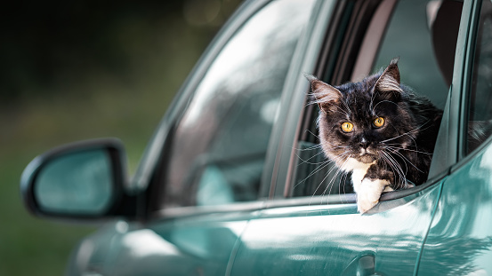 A Maine Coon cat with amazing yellow eyes looking out of the rear window of a passenger green car.