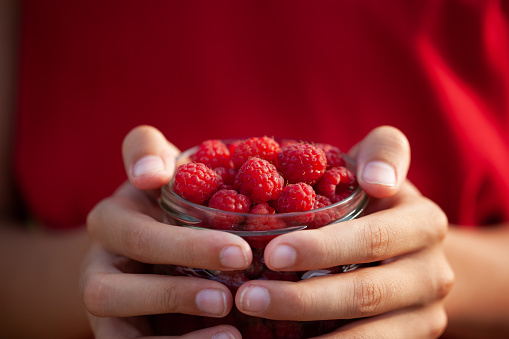 Raspberry harvest. Seasonal work.