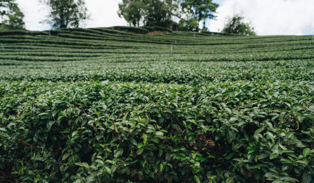 istock Tea plantation in mountain, Doi Mae Salong 1331110097