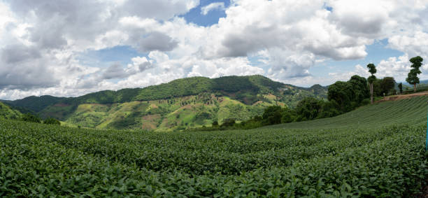 istock Tea plantation in mountain, Doi Mae Salong 1331110272