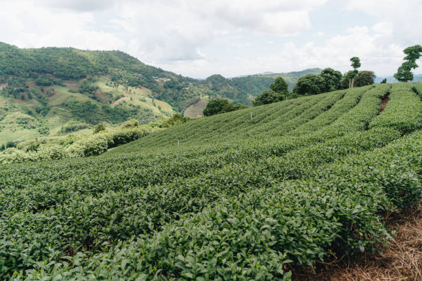 istock Tea plantation in mountain, Doi Mae Salong 1331110277