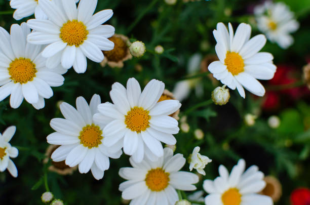 istock Oxeye Daisy flower background 1331110279