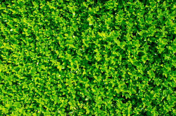 This box background image shows green boxwood grown as a headge. There is plenty of copy space in this image